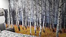 tapeta v spálni brezový háj, latexová, rozmer  366x250cm, 29179
