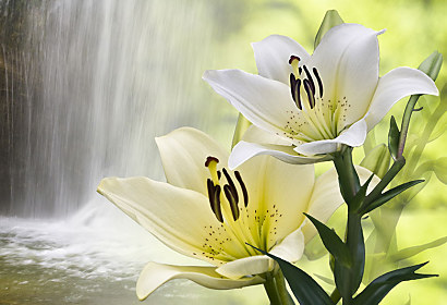 Fototapeta Lily and Waterfall 24718