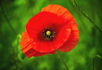 Fototapeta Red Poppy 24844