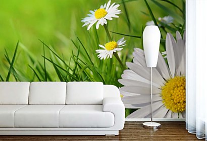 Fototapeta Chamomiles in grass 24083
