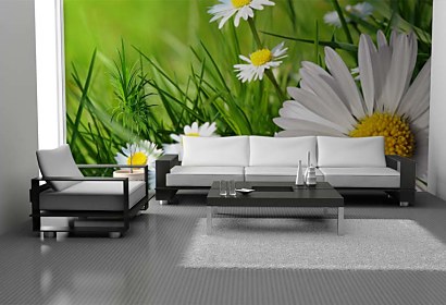 Fototapeta Chamomiles in grass 24083