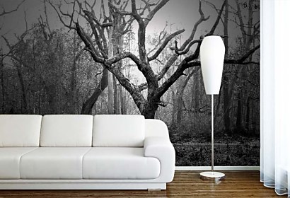 Fototapeta Fotografia Kmeň Stromu 24700