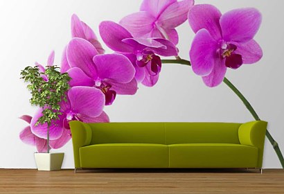 Fototapeta Orchidea na bielom pozadí 24784