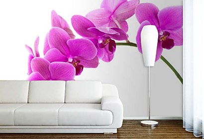 Fototapeta Orchidea na bielom pozadí 24784