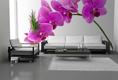Fototapeta Orchidea na bielom pozadí 24784