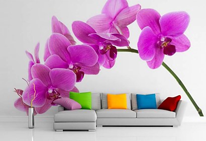 Fototapeta Orchidea na bielom pozadí 24784