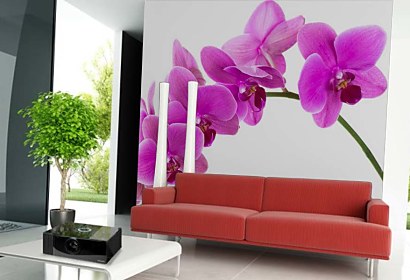 Fototapeta Orchidea na bielom pozadí 24784