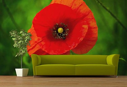Fototapeta Red Poppy 24844