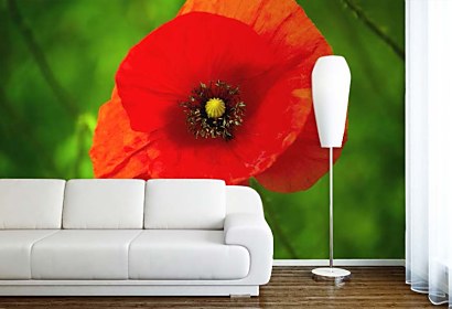 Fototapeta Red Poppy 24844