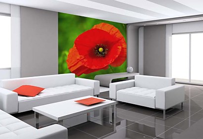 Fototapeta Red Poppy 24844