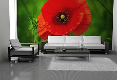 Fototapeta Red Poppy 24844