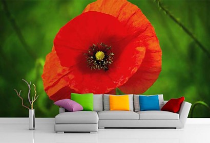 Fototapeta Red Poppy 24844