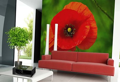 Fototapeta Red Poppy 24844