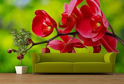 Fototapeta červená orchidea 24762