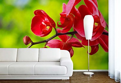 Fototapeta červená orchidea 24762