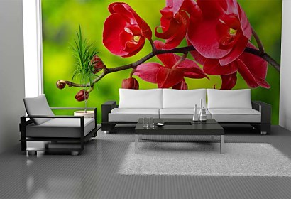 Fototapeta červená orchidea 24762