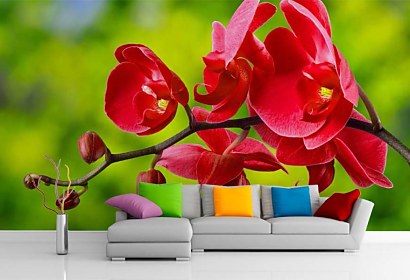 Fototapeta červená orchidea 24762