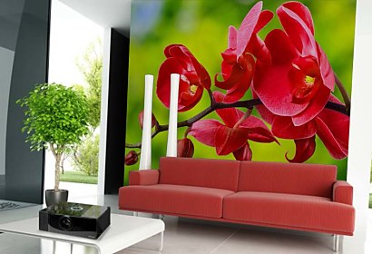 Fototapeta červená orchidea 24762