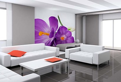 Fototapeta Šafrán - Crocus 24105