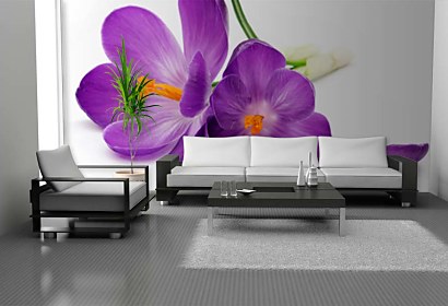 Fototapeta Šafrán - Crocus 24105