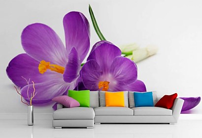 Fototapeta Šafrán - Crocus 24105