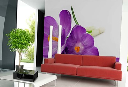 Fototapeta Šafrán - Crocus 24105