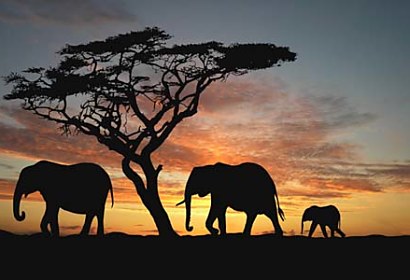 Fototapeta Afrika 460