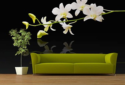Fototapeta White Orchid in bloom 18582