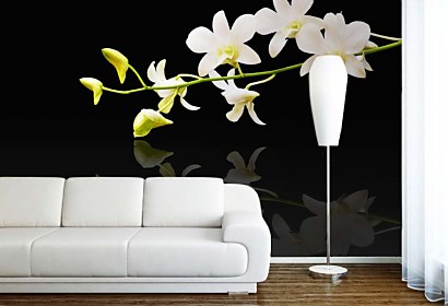 Fototapeta White Orchid in bloom 18582