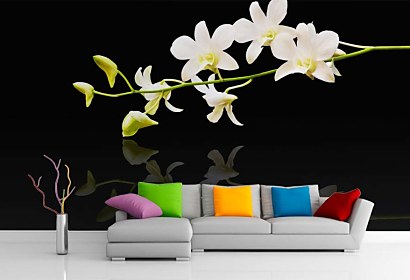 Fototapeta White Orchid in bloom 18582