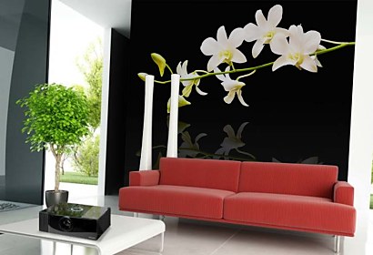 Fototapeta White Orchid in bloom 18582