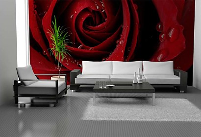 veľkoplošná tapeta - red rose