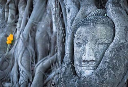 Fototapeta Buddha v koreňoch stromu 3271