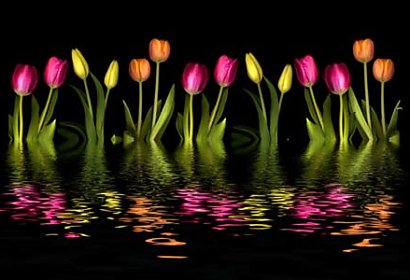 samolepiaca tapeta farebné tulipány
