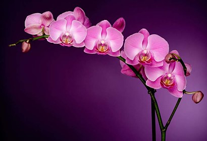 Fototapeta - Fialová orchidea 85