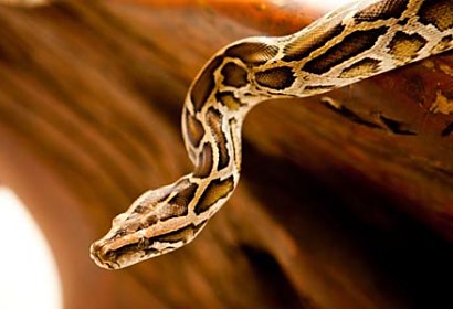 Fototapeta Snake 10117