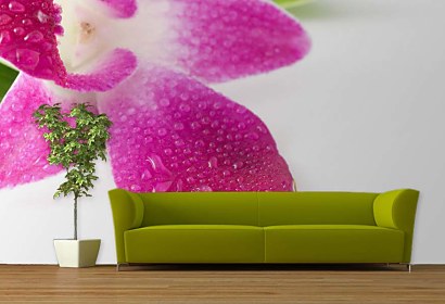 Fototapeta na stenu - Cyklámenový kvet Orchidey