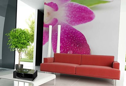 Fototapeta na zeď Orchidej