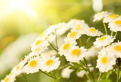Fototapeta Daisy 100