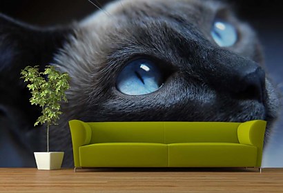 fototapeta - cat