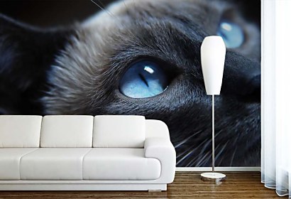 cat - fototapety
