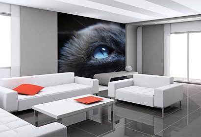 fototapeta na stenu - cat