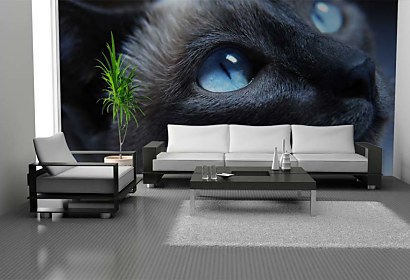 cat wallpapers