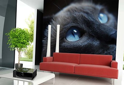cat - fototapeta na  mieru