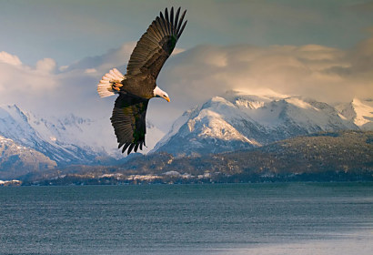 Fototapeta Eagle 3176