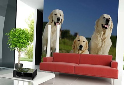 Fototapeta - fotografia psov na lúke