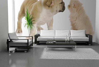 cat dog wallpapers