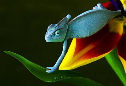 Fototapeta Chameleón 3161