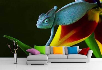 Fotka chameleóna na fototapete
