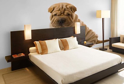 Fototapeta Pes Sharpei 3182